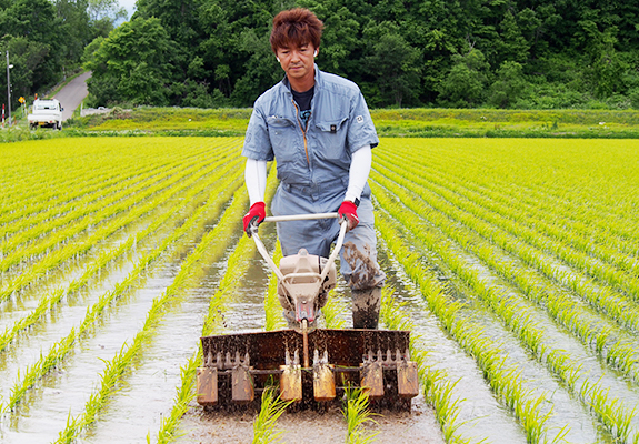 一切農薬も、化学肥料も使っていない田んぼ！