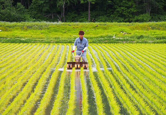 一切農薬も、化学肥料も使っていない田んぼ！